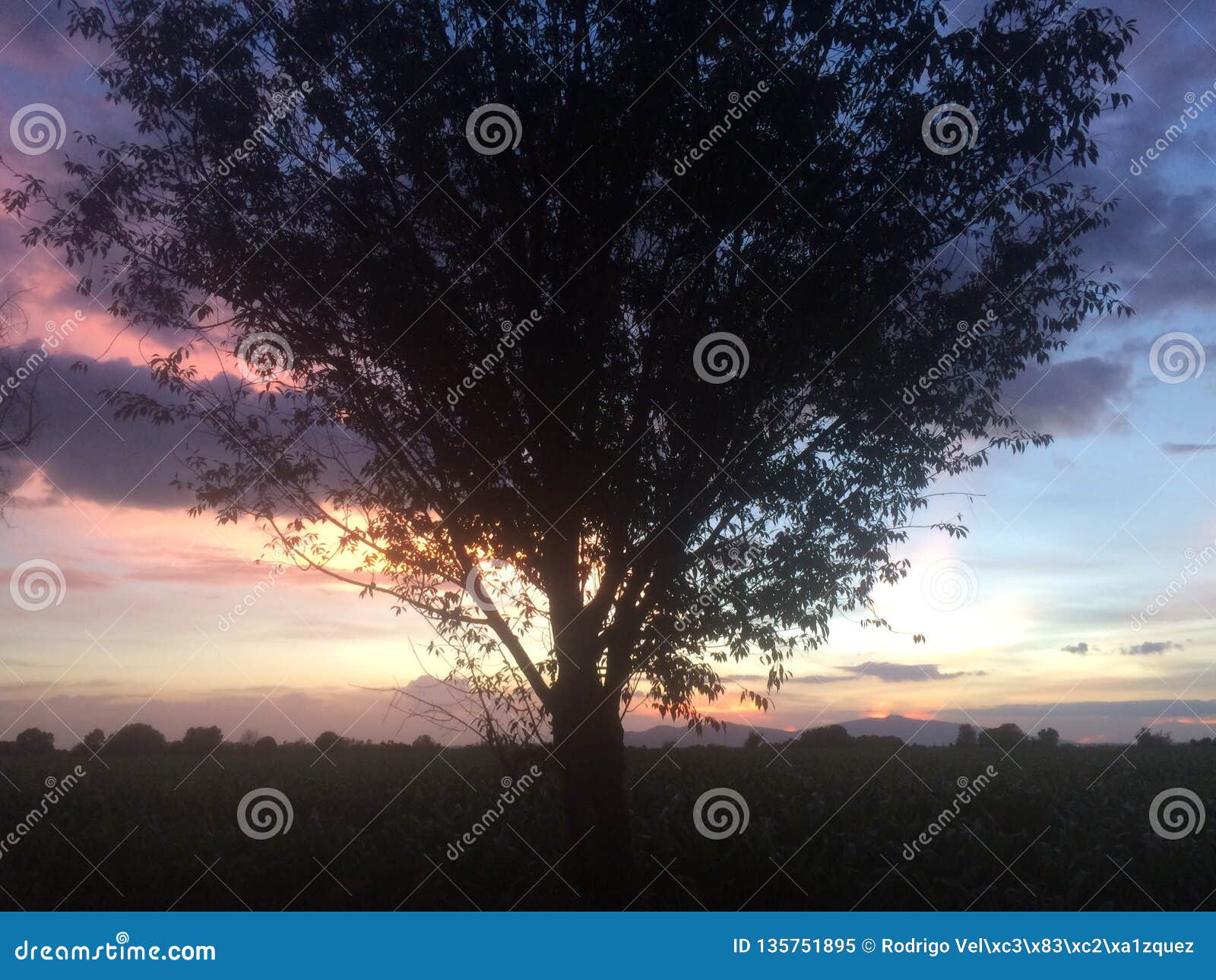 the dividing tree / puesta de sol